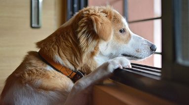 puppy meets other pups