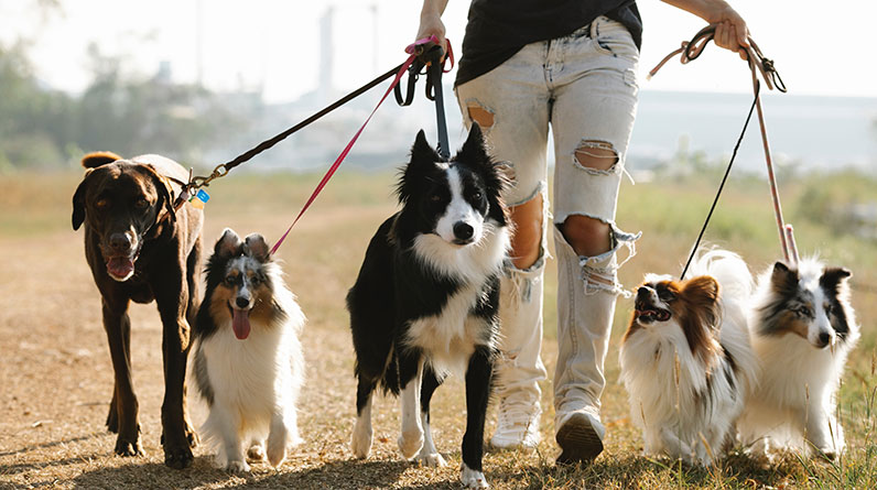 puppy leash training